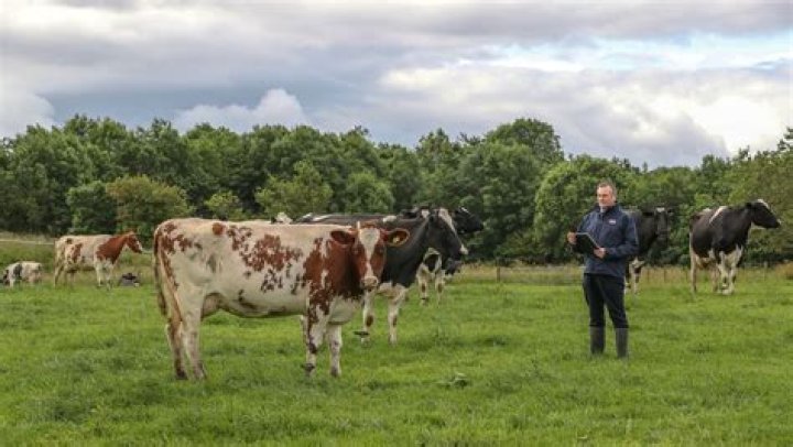 Should i walk through a field of cows?