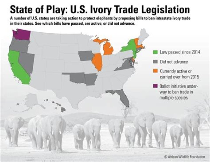 Should ivory trade be legalised?