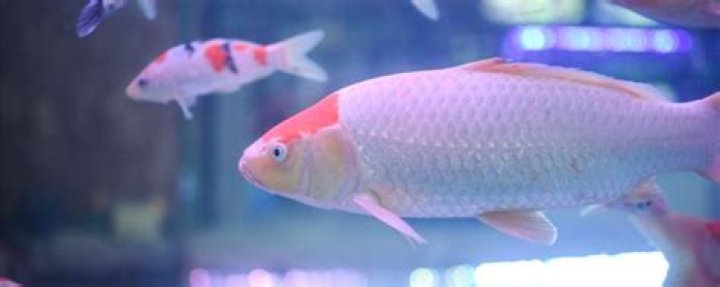 Should koi be fed in winter?