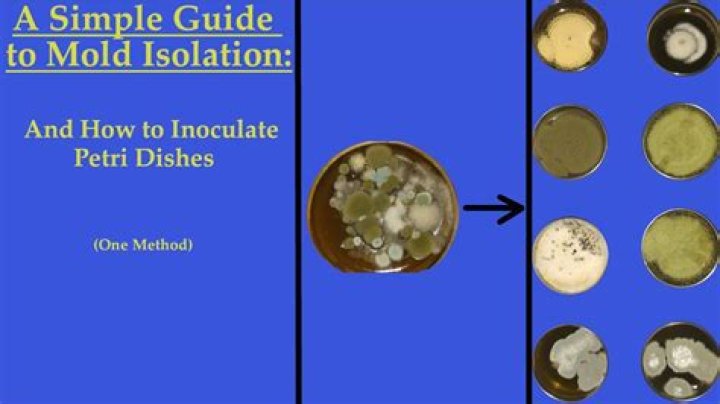 Should petri dish be capitalized?