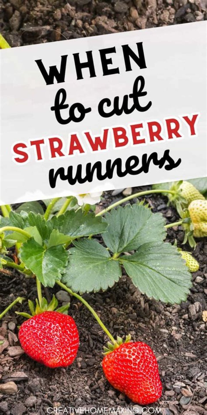 Should strawberry runners be cut off?