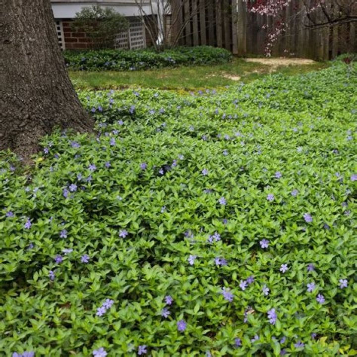 Should vinca be deadheaded?