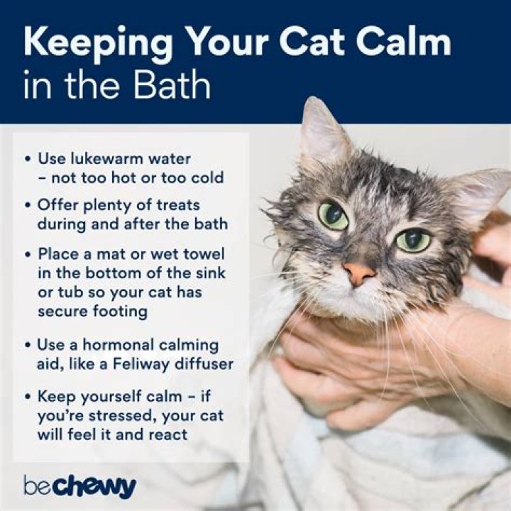 Should you bathe kittens?