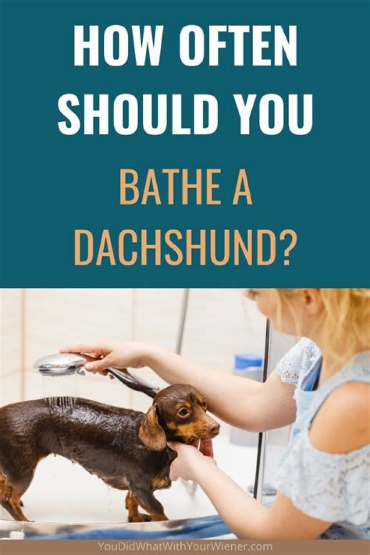 Should you bathe malamute?