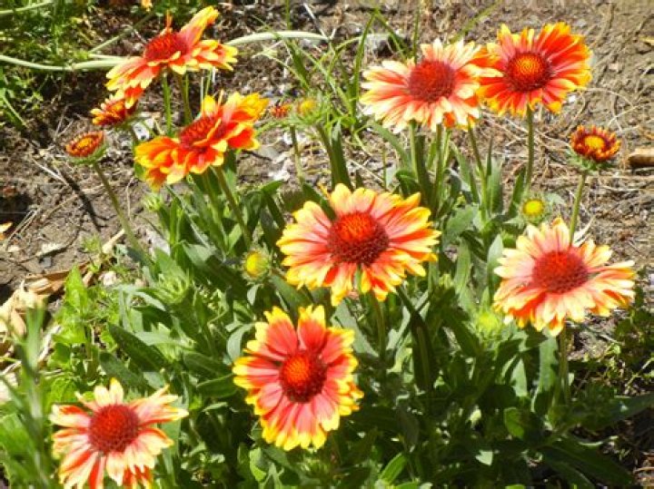Should you deadhead gaillardia?