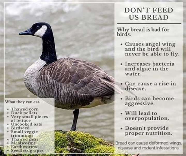 Should you feed ducks bread rspb?