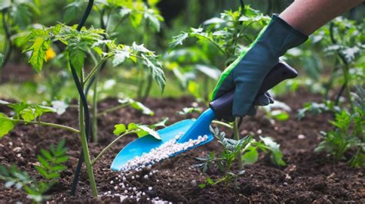 Should you fertilize nandinas?