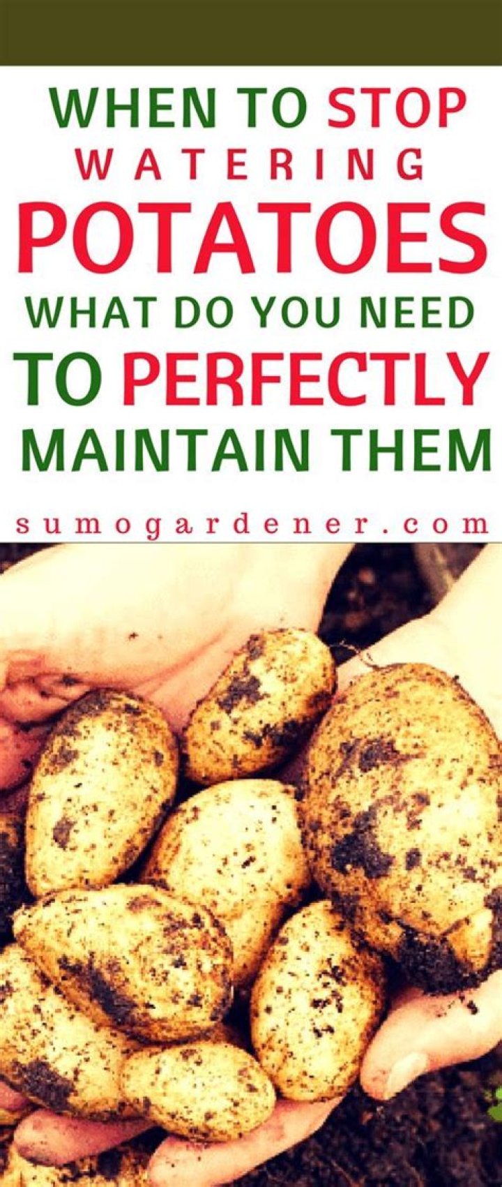 Should you stop watering potatoes?