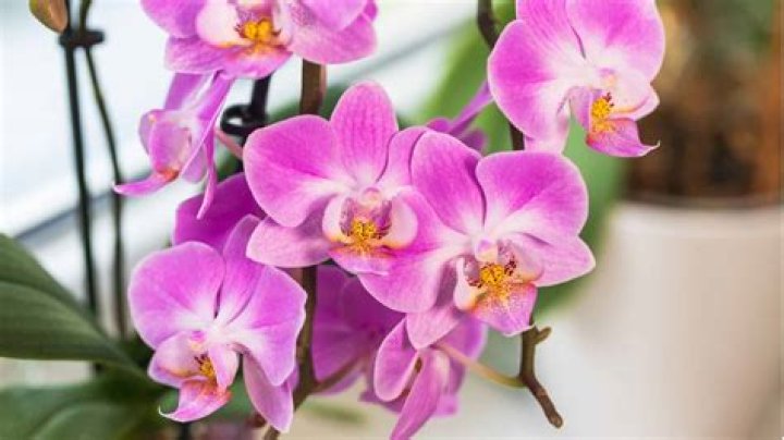 Should you transplant orchids?
