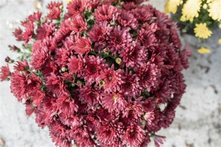 Should you trim chrysanthemums?