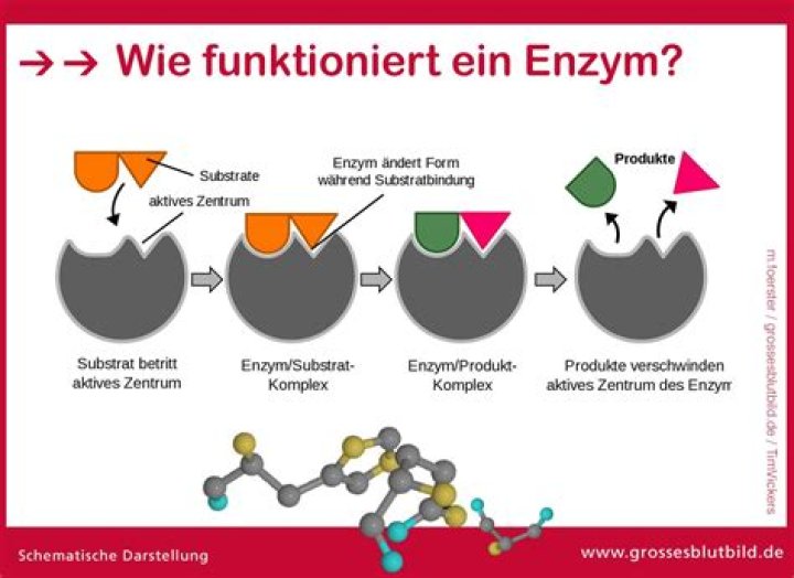 Was ist ein enzym?