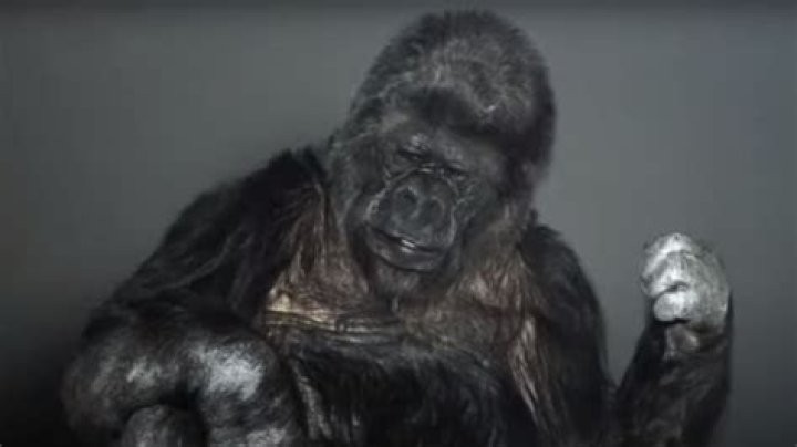 Was koko the gorilla fake?