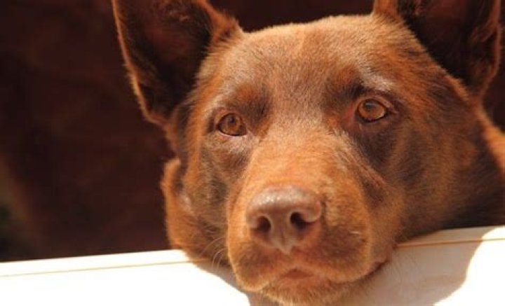 Was red dog a kelpie?
