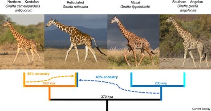 Were are giraffes found?