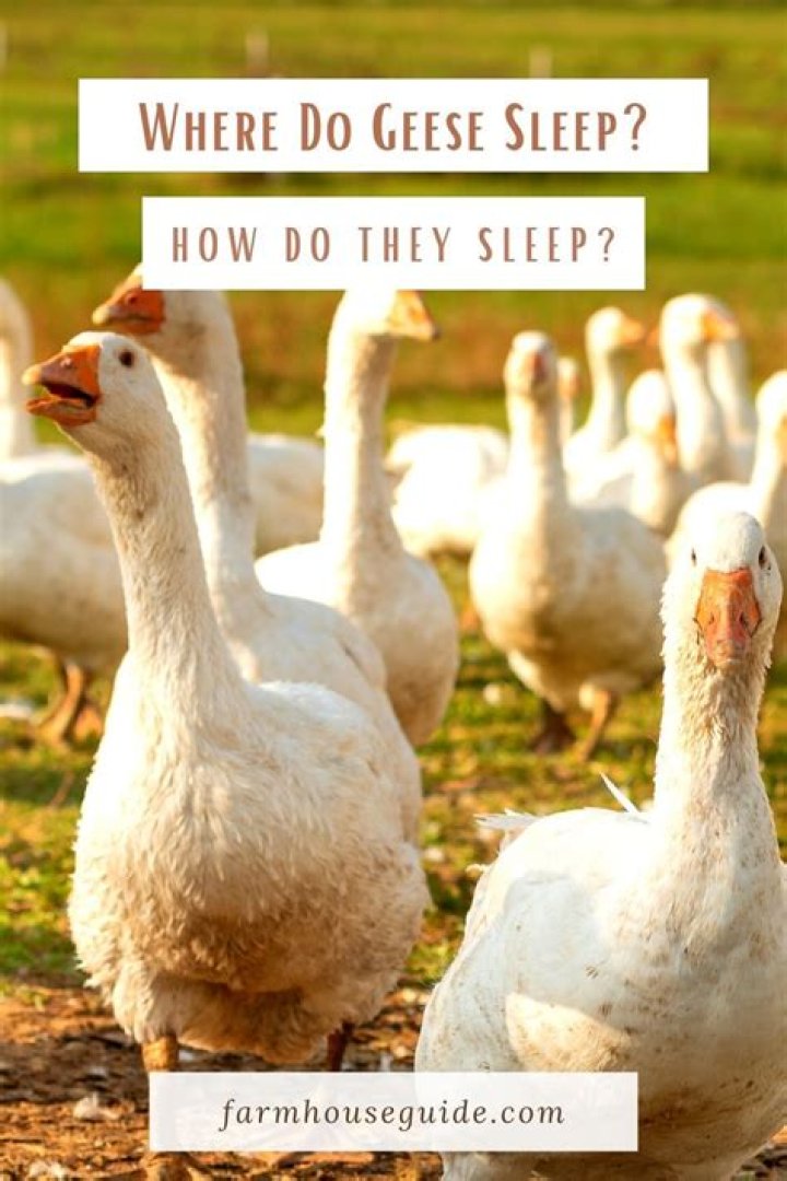 Were do geese sleep at night?