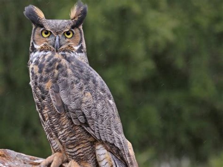 Were do great horned owls live?