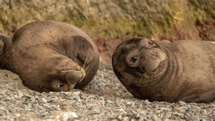 Were do monk seals live?