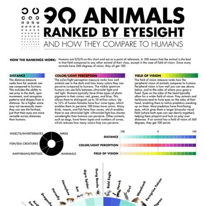 What animal has the keenest eyesight?