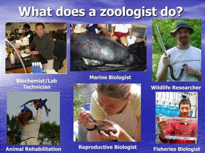 What animals do zoologists study?