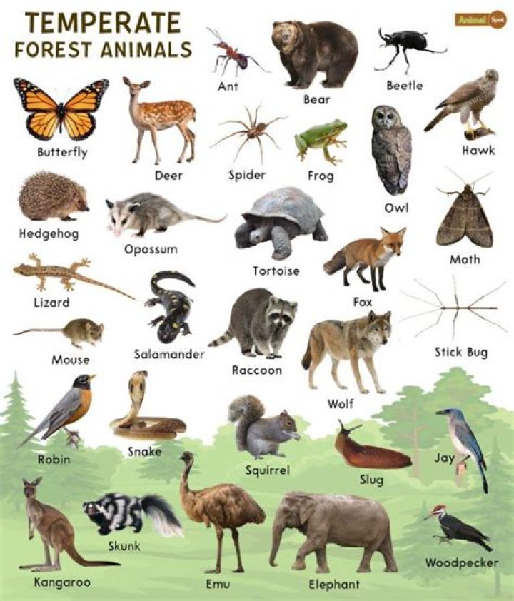 What animals live in the temperate forest?