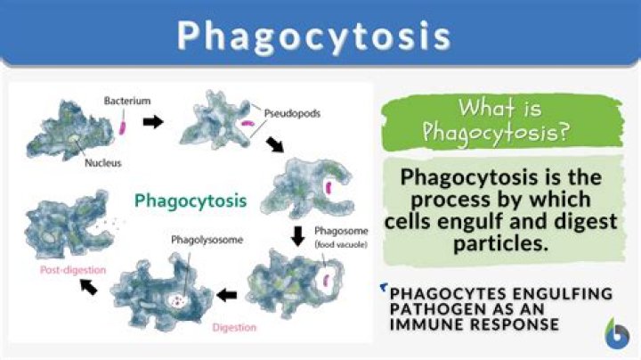 What are chemotactic factors for phagocytes?