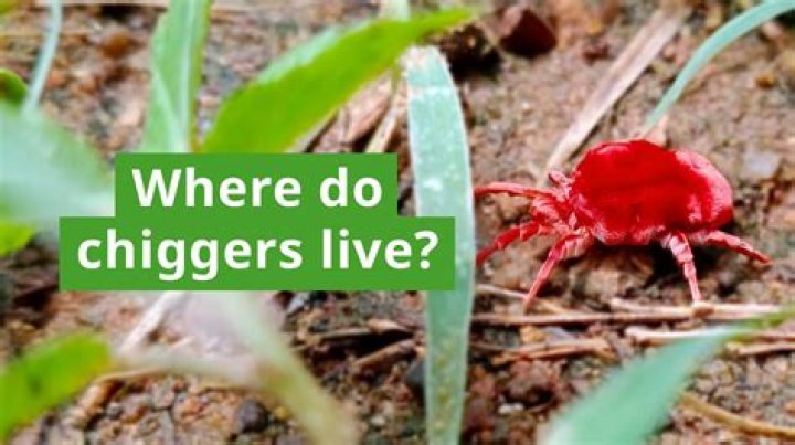 What are chiggers and where do they come from?