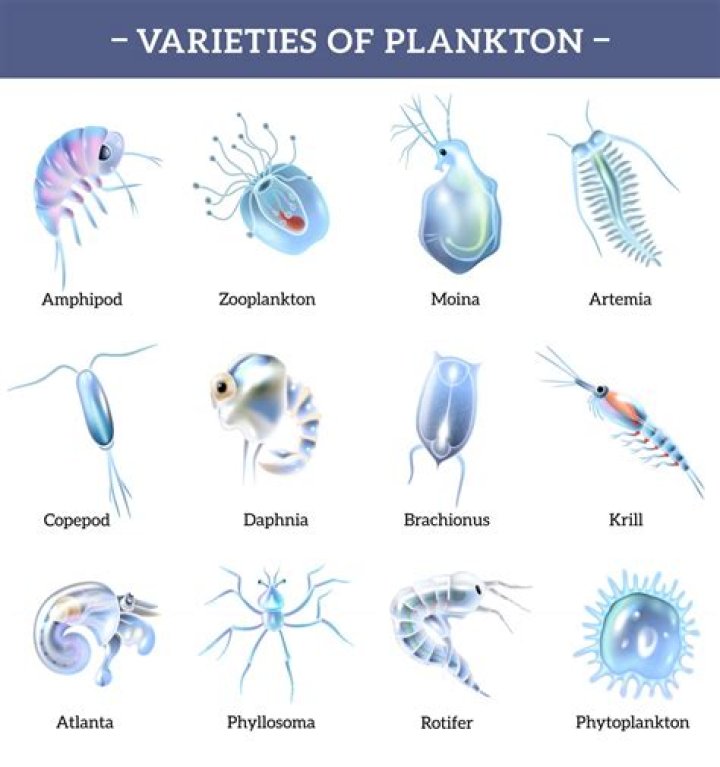 What are examples of phytoplankton?