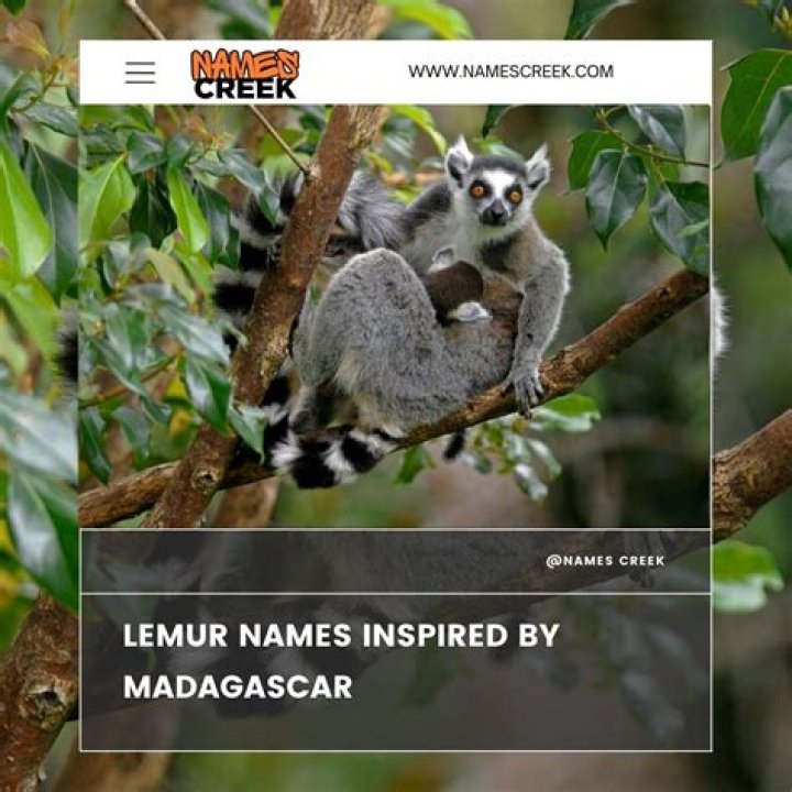 What are good ring tailed lemur names?