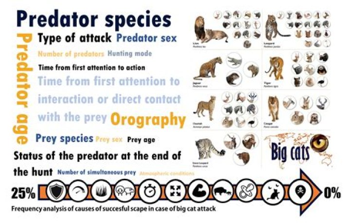 What are kokako predators?