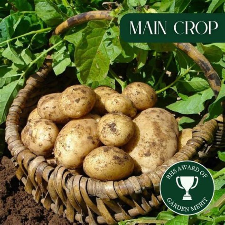 What are maris piper potatoes good for?