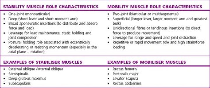 What are mobilizer muscles?