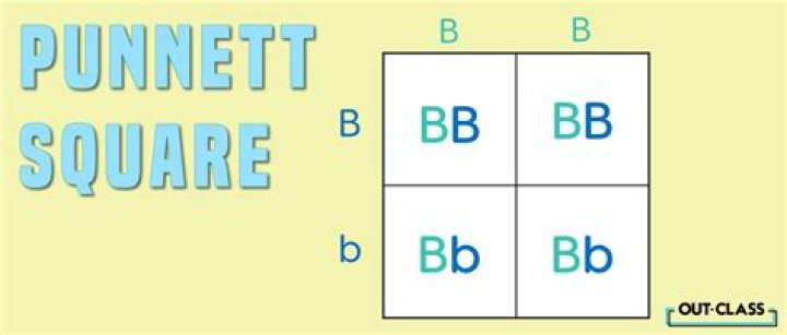What are punnett squares used for?