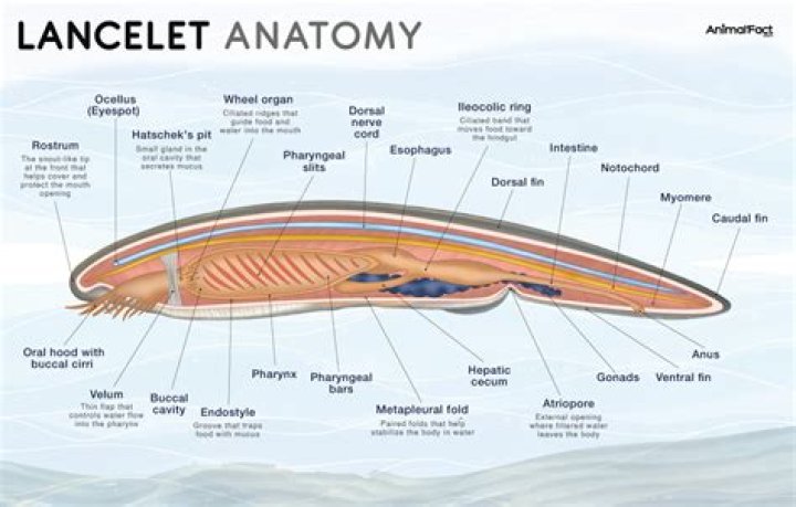 What are some characteristics of lancelet?