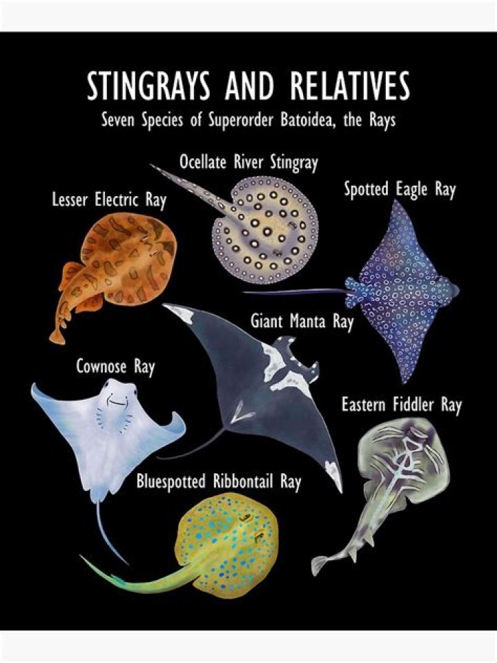 What are stingrays classified as?