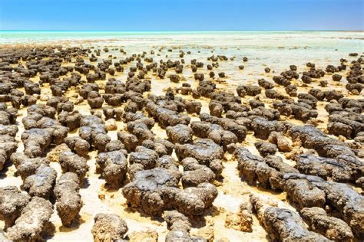 What are stromatolites made of?