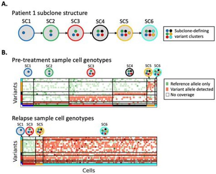 What are subclone cells?