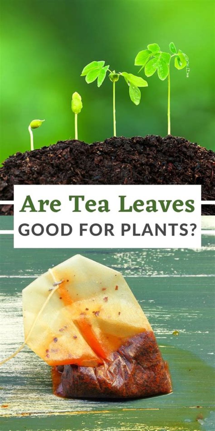 What are tea leaves good for?