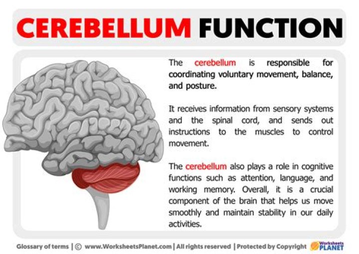 What are the functions of the cerebellum?