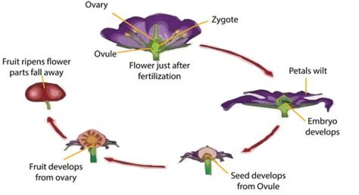 What are the post fertilisation changes in a flower?