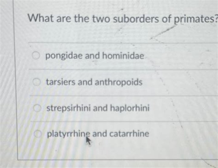 What are the two suborders?