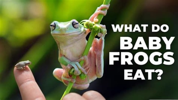 What can froglets eat?