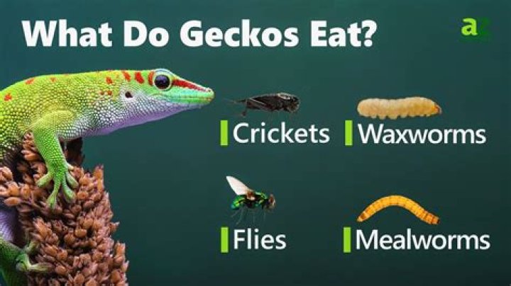 What can geckos eat?