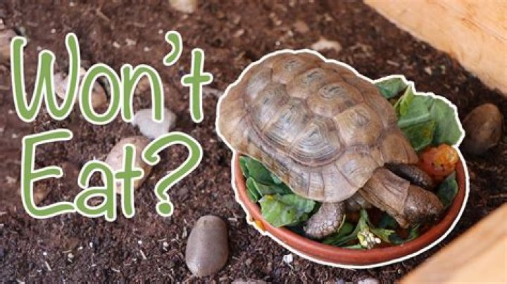 What can tortoises not eat?