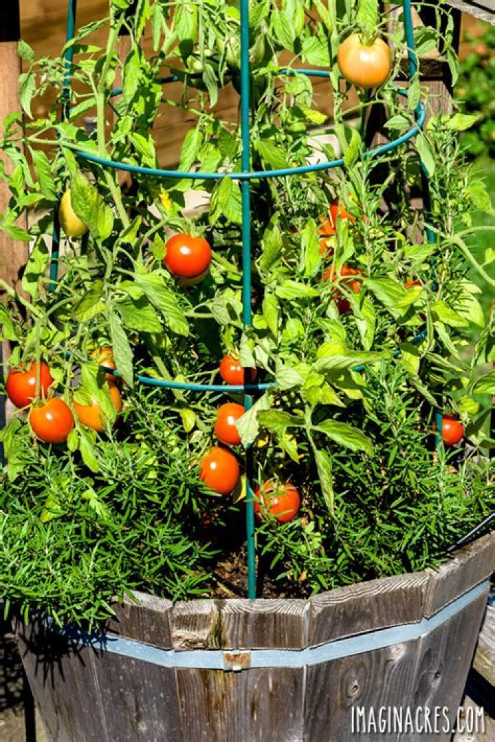What can you intercrop with tomatoes?