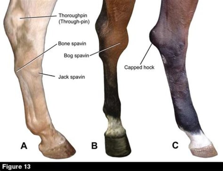 What causes thoroughpin in horses?