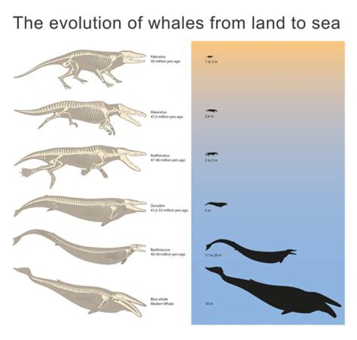 What did basilosaurus evolve from?
