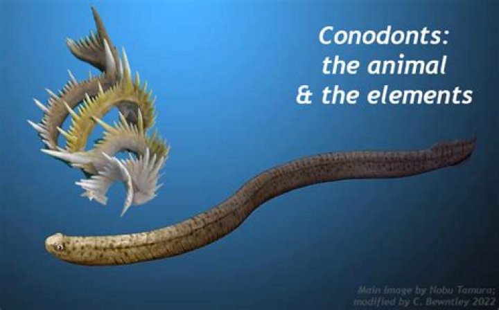 What did conodonts evolve from?