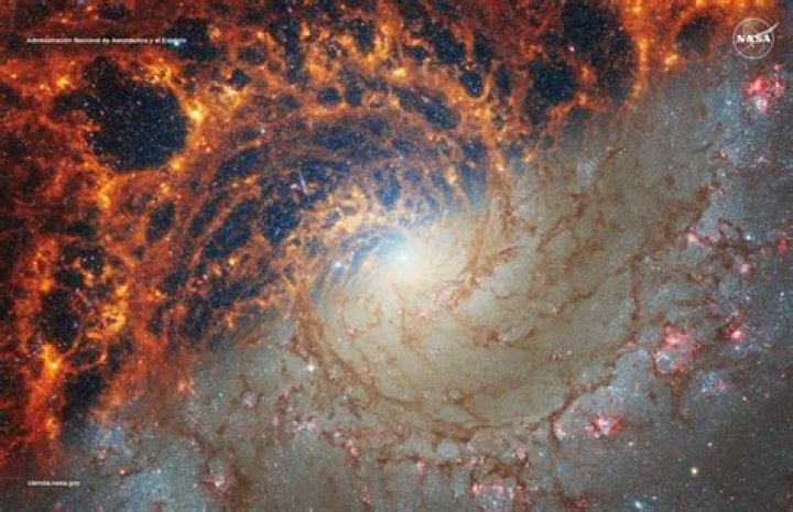 What did the waacs do?