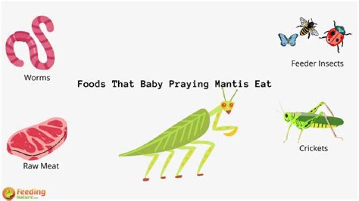 What do baby praying mantis eat?