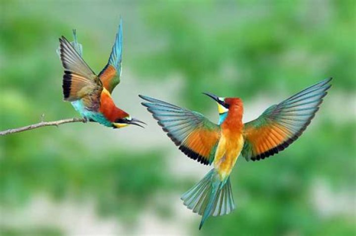 What do bee eaters eat?